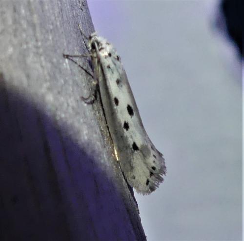 Ethmia terminella
